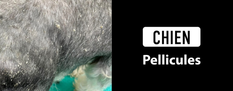 chien pellicules
