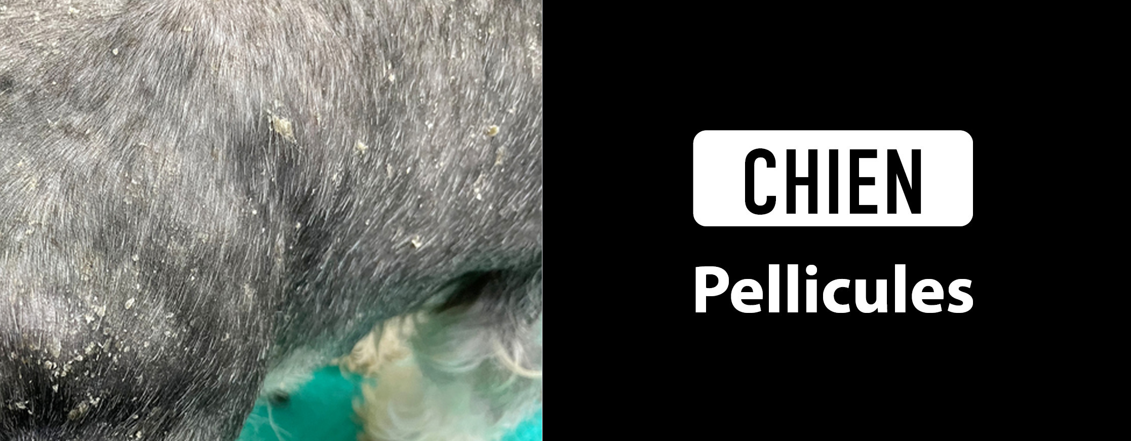 chien pellicules