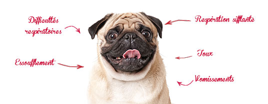 asthme du chien