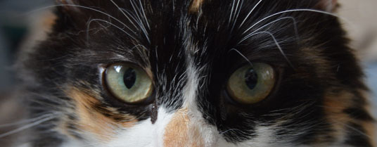 Coulent chat clair qui yeux Chat allergique