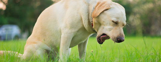 Mon chien tousse