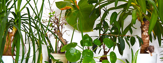 quelles plantes sont toxiques chez le chat