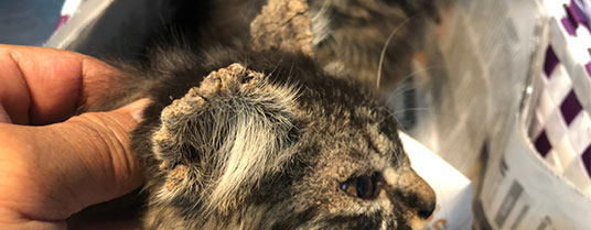 acariens sur les chats