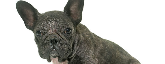 acariens chien
