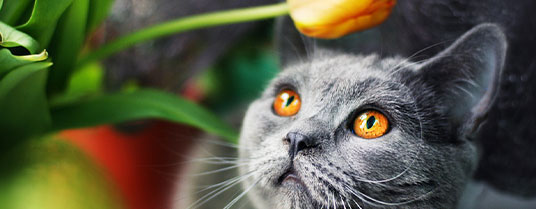allergie alimentaire chat