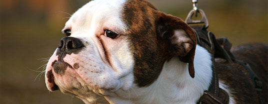 allergie alimentaire chien