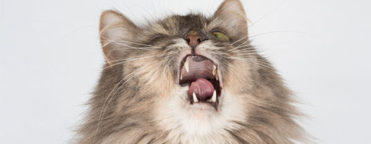 allergies chez le chat
