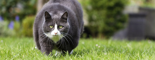 Le Poids De Votre Chat Fait Le Yoyo C Est Normal Atavik Le Poids De Votre Chat Fait Le Yoyo C Est Normal Atavik
