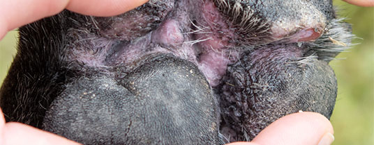 dermatite chez le chien