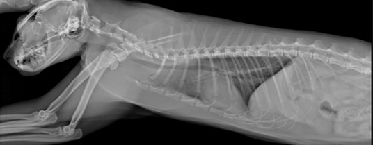 bronchiolite chat