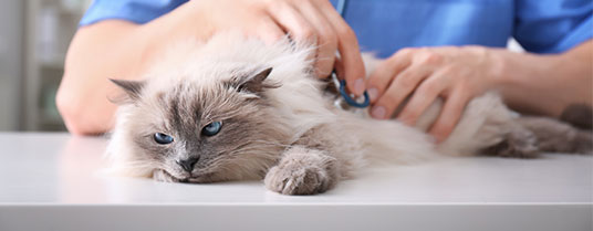 chat sans energie