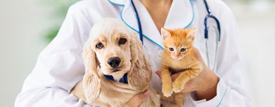 Laryngite pharyngite chien chat