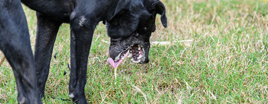 chien vomit du sang