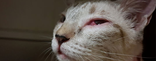 La Chlamydiose Chez Le Chat La Reconnaitre Et La Traiter Atavik La Chlamydiose Chez Le Chat La Reconnaitre Et La Traiter Atavik