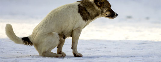 Les diarrhées chroniques chez le chien