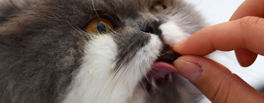 mon chat ne mange plus