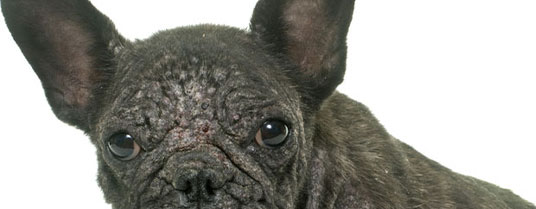 demodecie chien