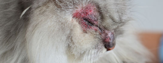 La dermatite atopique chez le chat : Causes et traitement - Atavik