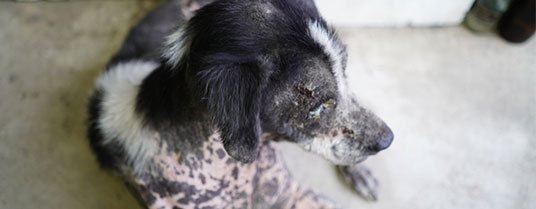 dermatomycose chez le chien