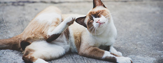 dermatose chat