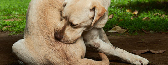 dermatose chien