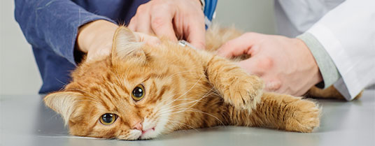dysplasie chez le chat