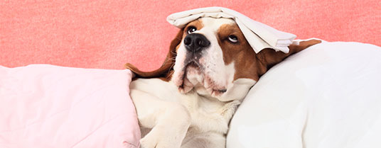 encephalite chez le chien