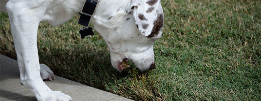 traitement gastrite chien