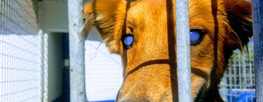 keratite chien