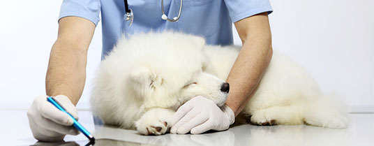 myosite du chien