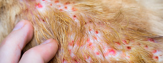 Dermatite atopique chat