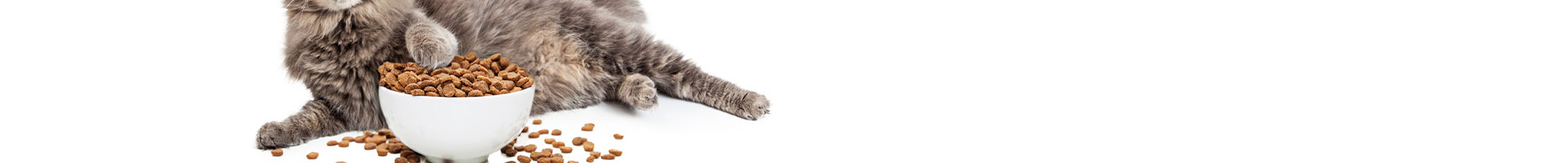 quantité de nourriture pour chat stérilisé