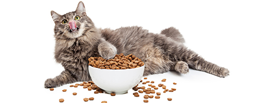 quantité de nourriture pour chat stérilisé