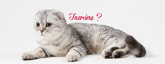 taurine du chat