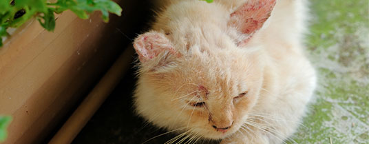 La teigne du chat