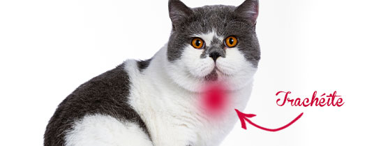 la tracheite chez le chat