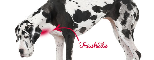 tracheite du chien