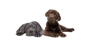 Santé chien Cane Corso