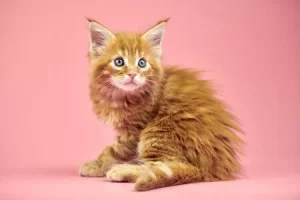 Maine coon chaton