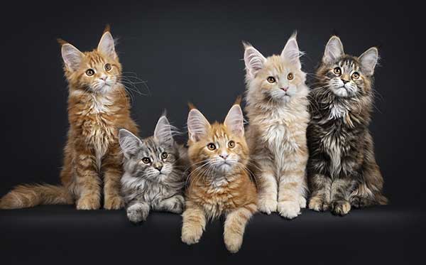 Portraits maine coon