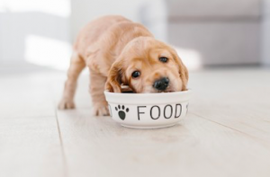 chiot food