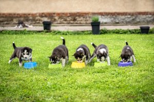 chiots gamelles