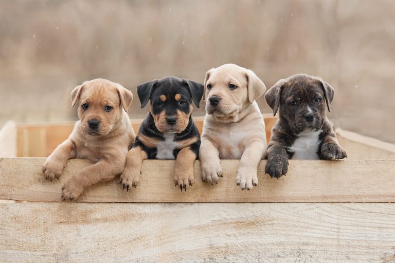 portraits chiots
