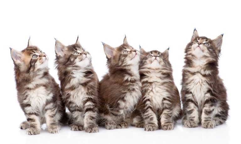 portée chaton marrons blanc et gris