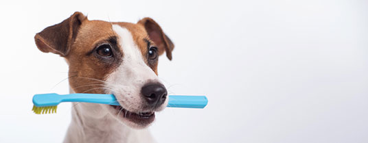 À quelle fréquence faut-il laver son chien?