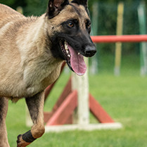 Protéger les articulations de son chien grâce à l alimentation